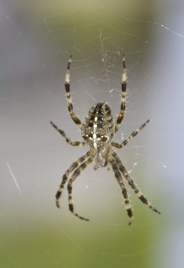 Orb spider and web